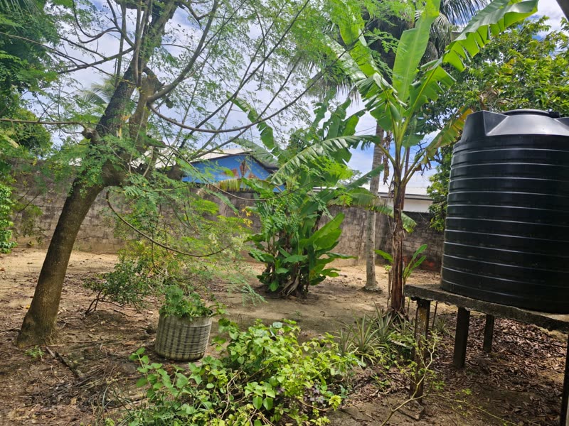 Back garden